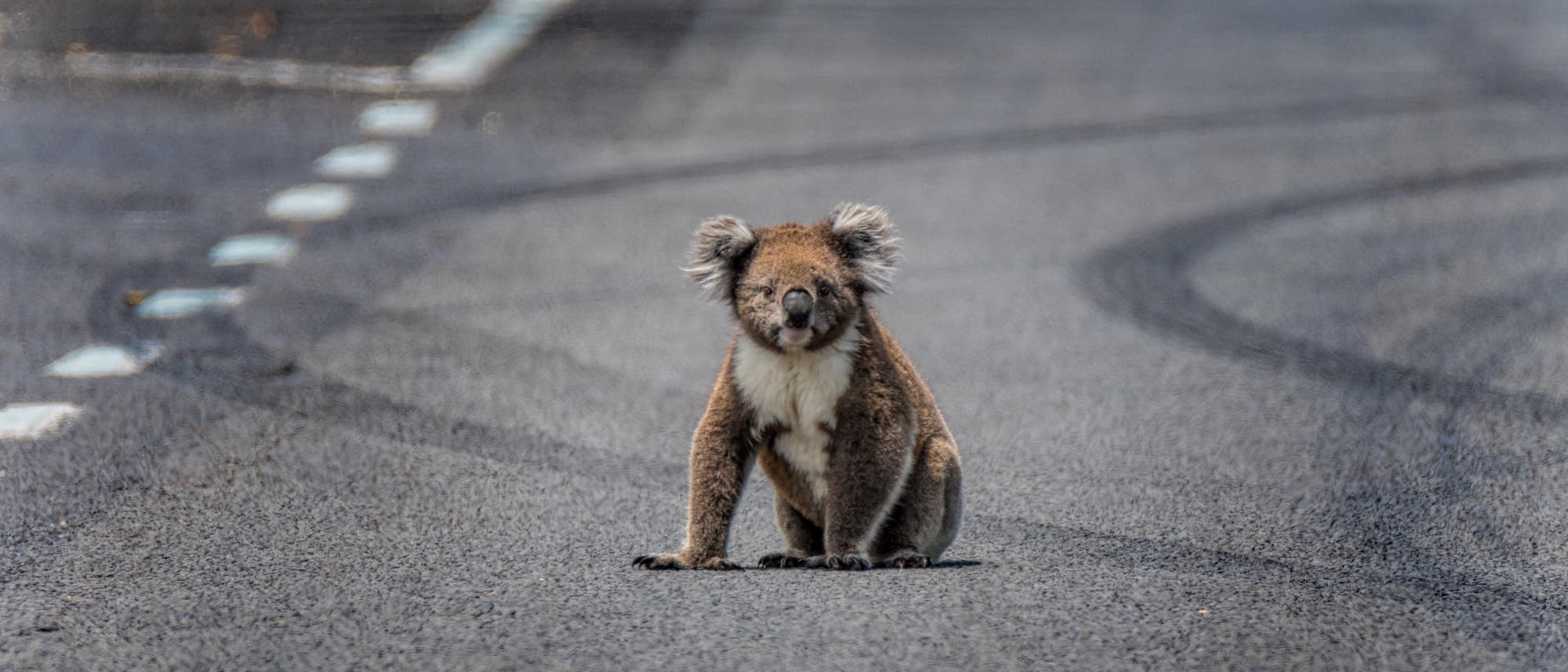 Ein Koala sitzt auf einer Straße