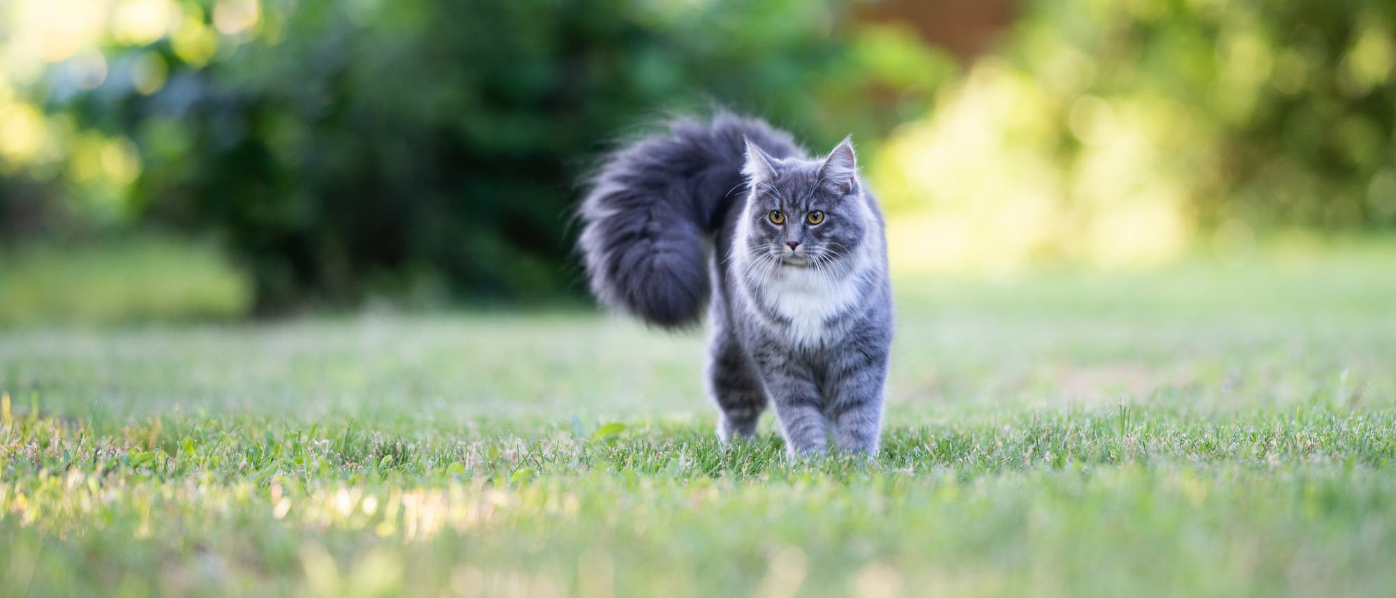 Katze mit gerolltem Schwanz in der Natur