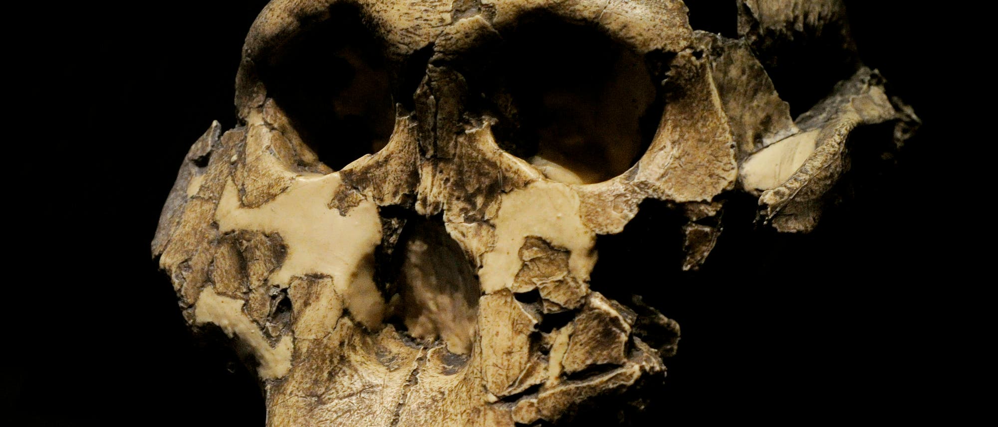 Ein fossiler Schädel eines frühen menschlichen Vorfahren, der in einem dunklen Hintergrund präsentiert wird. Der Schädel zeigt deutliche Abnutzungs- und Bruchstellen, die die Struktur und Form der Knochen hervorheben. Die Augenhöhlen und der Kieferbereich sind gut sichtbar, was auf die anatomischen Merkmale dieser Spezies hinweist.