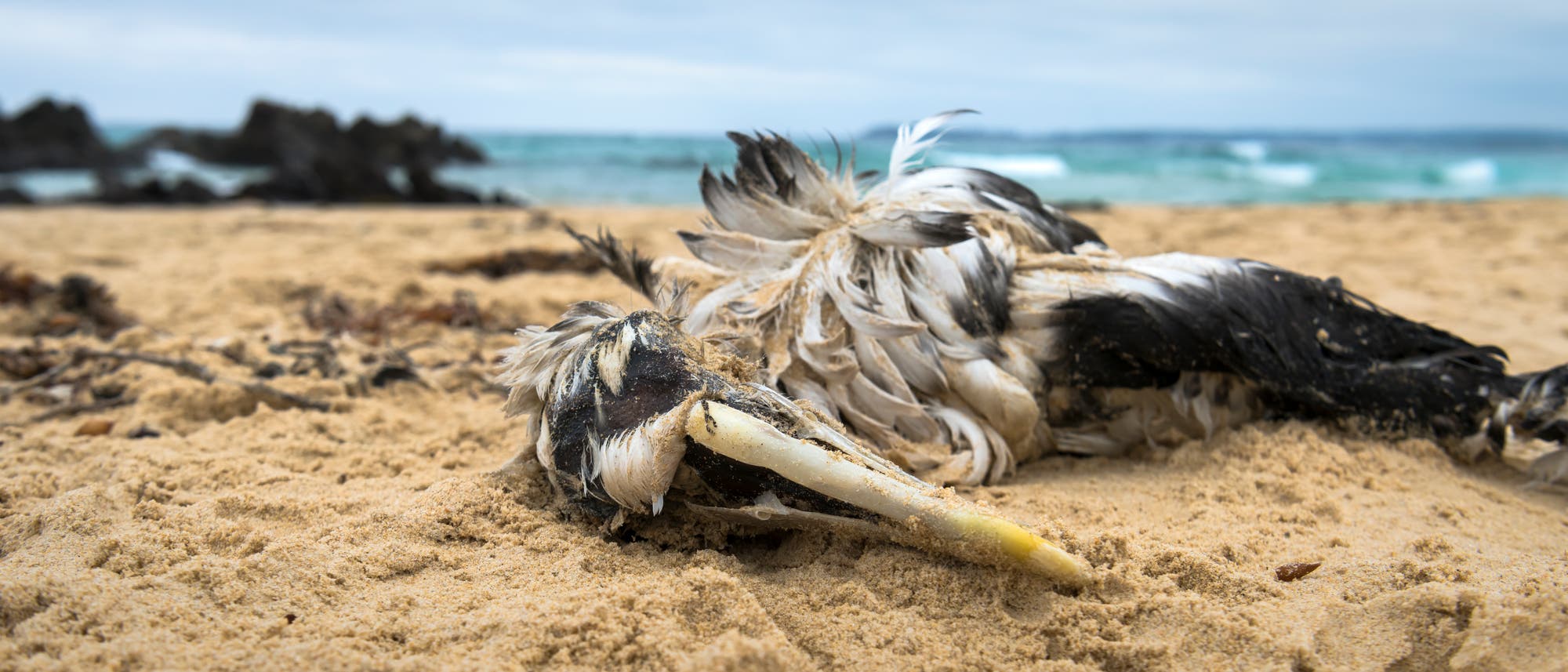 Ein toter Vogel liegt am Strand im Sand, umgeben von Federn. Im Hintergrund sind das Meer und Felsen zu sehen. Der Himmel ist bew&ouml;lkt.