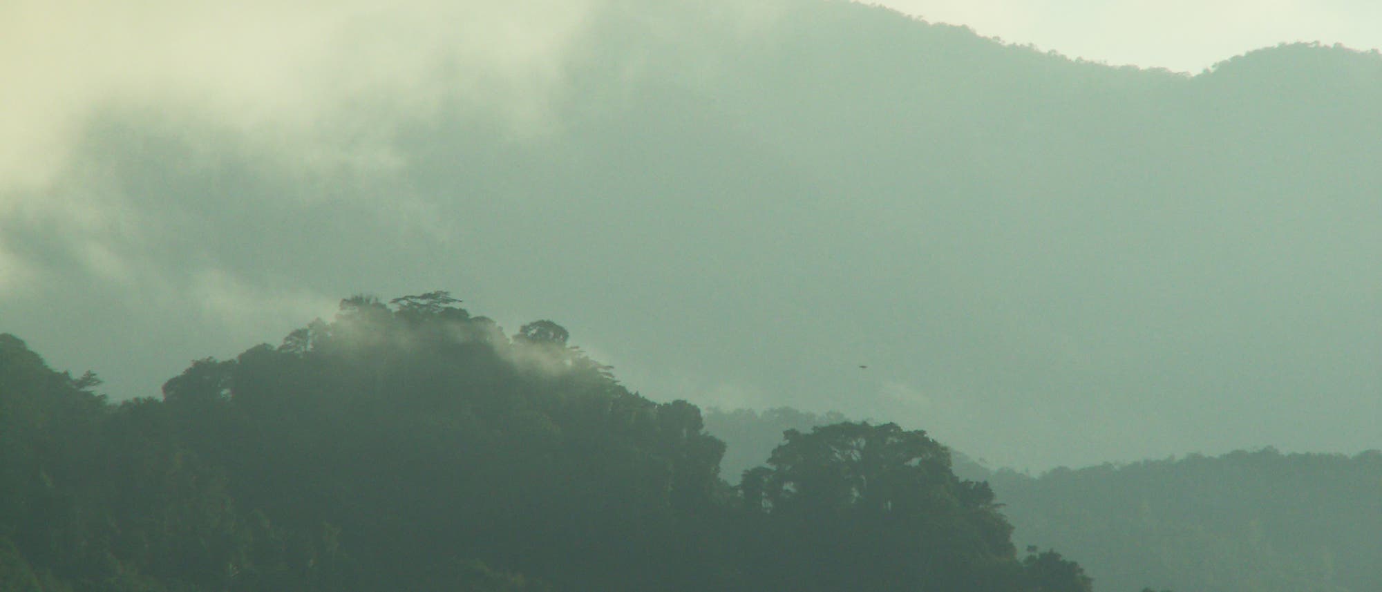 Ein nebliger Regenwald mit &uuml;ppigem Gr&uuml;n bedeckt die H&uuml;gel im Vordergrund, w&auml;hrend im Hintergrund sanfte Bergketten unter einem bew&ouml;lkten Himmel sichtbar sind. Die Szene vermittelt eine ruhige, mystische Atmosph&auml;re.