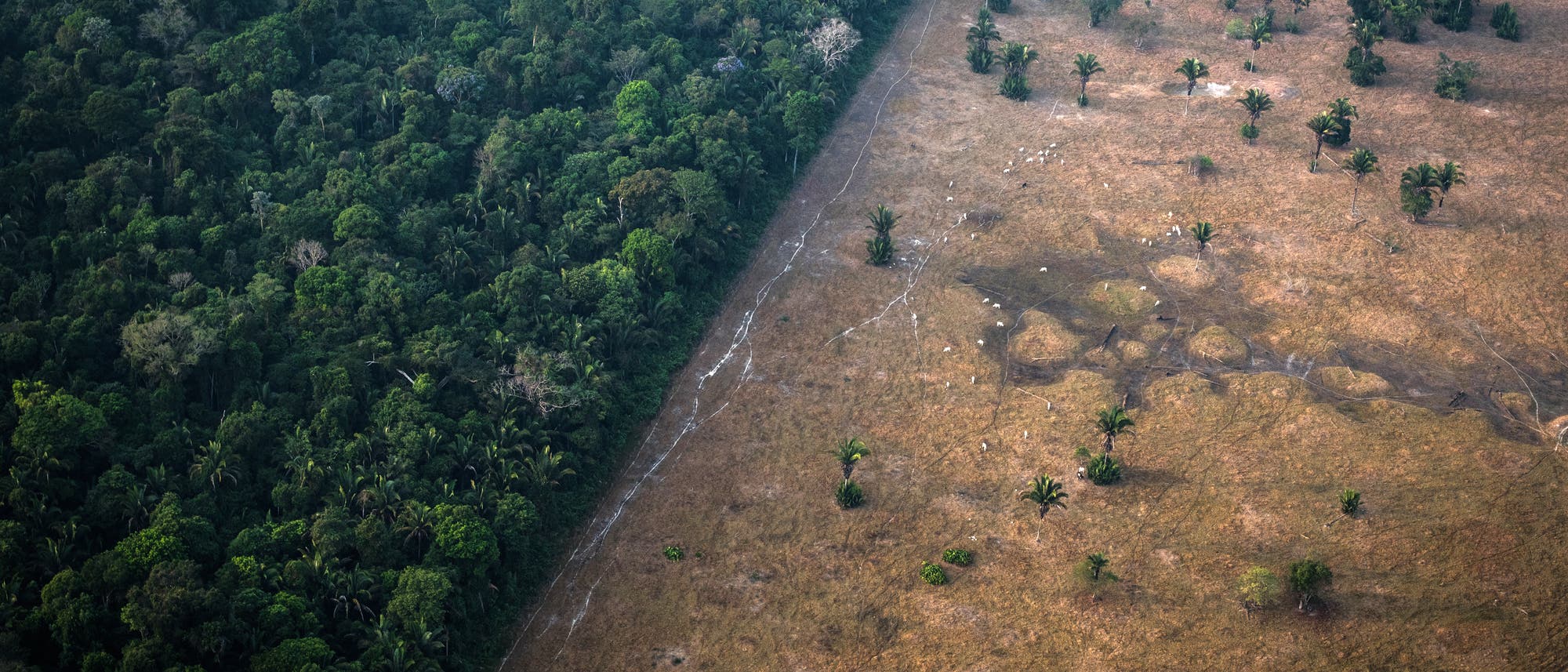 Luftaufnahme eines Regenwaldes in Porto Velho, Brasilien, der abrupt in eine gerodete, trockene Fläche übergeht. Links ist dichter, grüner Wald zu sehen, während rechts eine braune, karge Landschaft mit vereinzelten Bäumen und Sträuchern dominiert. Die klare Trennlinie zwischen den beiden Bereichen verdeutlicht den Kontrast zwischen unberührter Natur und menschlichem Eingriff.