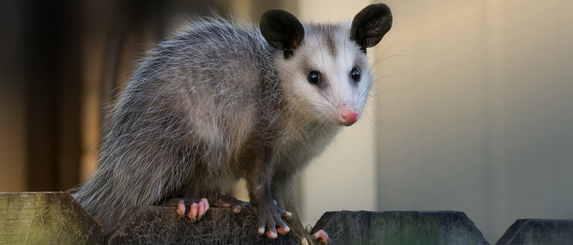 Ein Opossum mit grauem Fell und weißem Gesicht sitzt auf einem Holzzaun. Ohren und Augen sind schwarz, die Nasenspitze und Zehen sind rosa, der Hintergrund ist unscharf