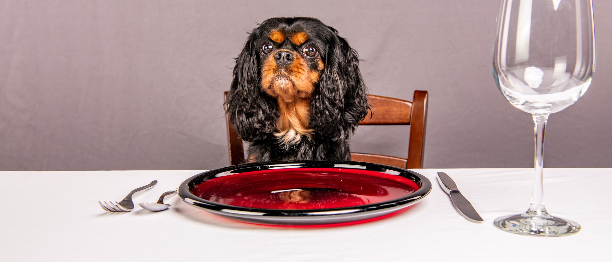 Ein kleiner Hund sitzt auf einem Stuhl an einem gedeckten Tisch. Vor ihm steht ein roter Teller, daneben sind Besteck und ein leeres Weinglas zu sehen. Der Hintergrund ist neutral grau. Der Hund schaut aufmerksam nach vorne.