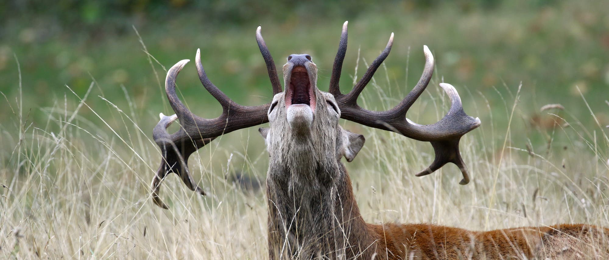 Ein Hirsch mit beeindruckendem Geweih liegt im hohen Gras und ruft. Der Hintergrund ist unscharf und zeigt eine grüne, natürliche Umgebung. Der Hirsch ist in einer dynamischen Pose, die seine Präsenz in der Wildnis betont.