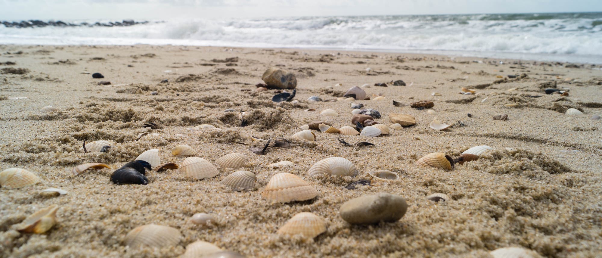 Muscheln und Steine liegen verstreut auf einem sandigen Strand, während im Hintergrund Wellen an die Küste schlagen. Der Himmel ist bewölkt, was eine ruhige und natürliche Atmosphäre schafft.