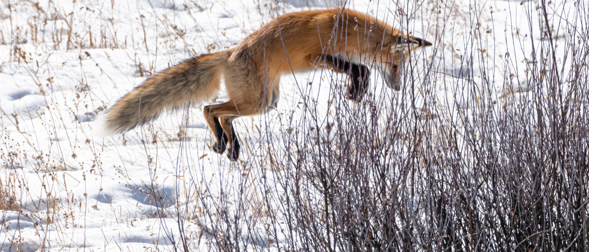 Rotfuchs springt aus dem Stand in die Luft. Auf dem Boden liegt Schnee. Rotfuchs springt aus dem Stand in die Luft. Auf dem Boden liegt Schnee.