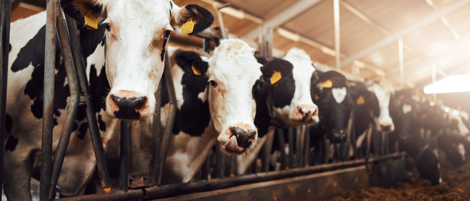 Eine Gruppe von schwarz-wei&szlig;en K&uuml;hen steht in einem Stall hinter einem Metallgitter. Die K&uuml;he tragen gelbe Ohrmarken. Der Stall ist mit Stroh bedeckt und Sonnenlicht f&auml;llt durch das Dach.