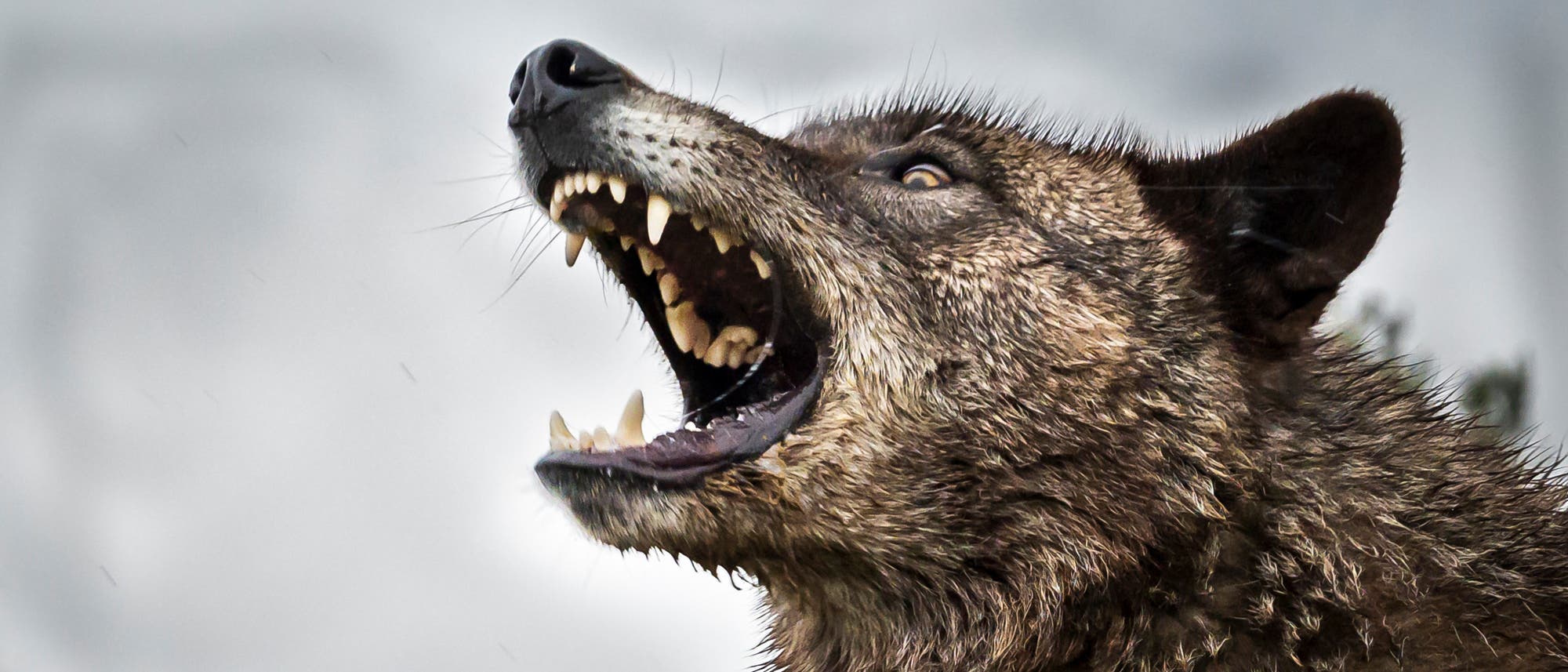 Ein Wolf mit geöffnetem Maul zeigt seine Zähne. Das Tier hat nasses, struppiges Fell und blickt nach oben. Der Hintergrund ist unscharf und grau, was auf einen bewölkten Himmel hindeutet. Ein Wolf mit geöffnetem Maul zeigt seine Zähne. Das Tier hat nasses, struppiges Fell und blickt nach oben. Der Hintergrund ist unscharf und grau, was auf einen bewölkten Himmel hindeutet.