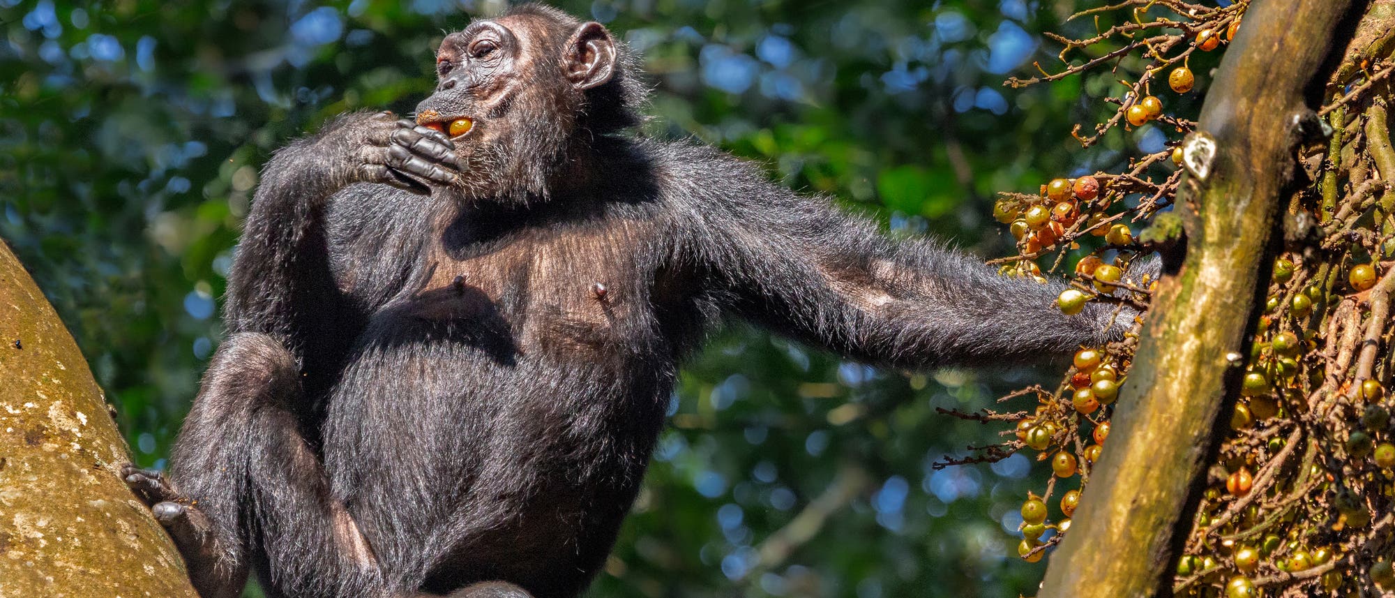 Ein Schimpanse sitzt auf einem Baum und isst Früchte. Der Affe greift mit einer Hand nach den gelben Früchten, die an einem Ast hängen, während er mit der anderen Hand eine Frucht zum Mund führt. Im Hintergrund sind grüne Blätter zu sehen.