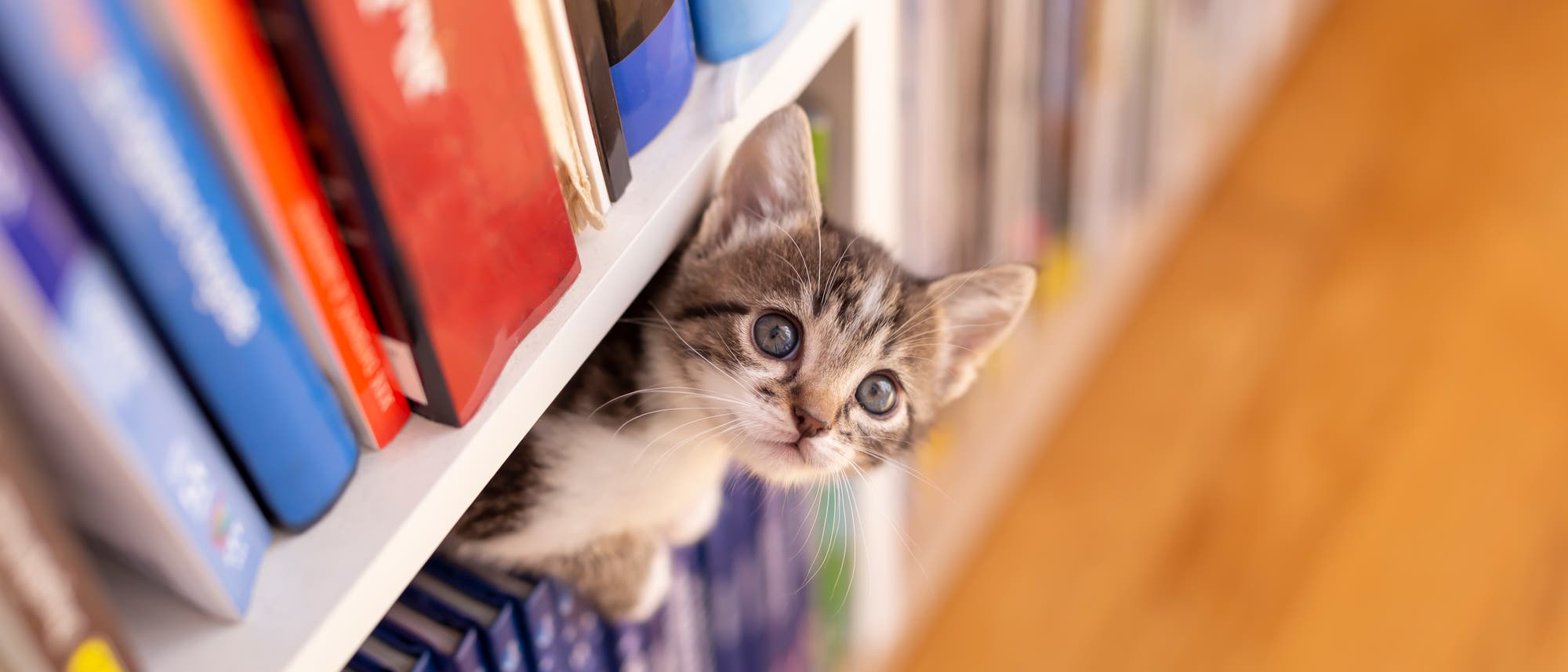 Katzenjunges guckt zwischen Büchern hervor