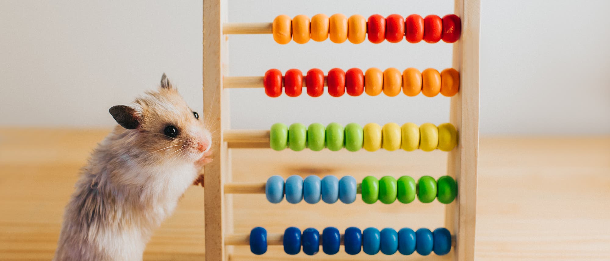 Ein kleiner Hamster steht auf einem Holztisch neben einem bunten Abakus. Der Abakus hat fünf Reihen mit Perlen in den Farben Rot, Orange, Gelb, Grün und Blau. Der Hamster scheint neugierig auf den Abakus zu schauen. Im Hintergrund ist eine weiße Wand zu sehen. Ein kleiner Hamster steht auf einem Holztisch neben einem bunten Abakus. Der Abakus hat fünf Reihen mit Perlen in den Farben Rot, Orange, Gelb, Grün und Blau. Der Hamster scheint neugierig auf den Abakus zu schauen. Im Hintergrund ist eine weiße Wand zu sehen.