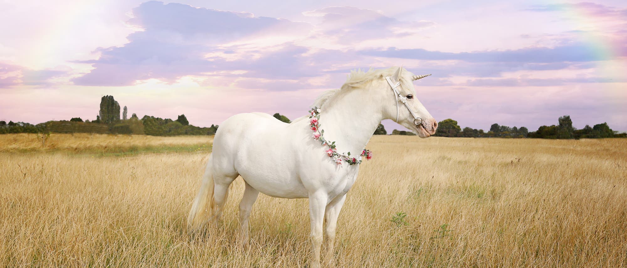 Ein Einhorn auf einer Wiese mit einem Regenbogen