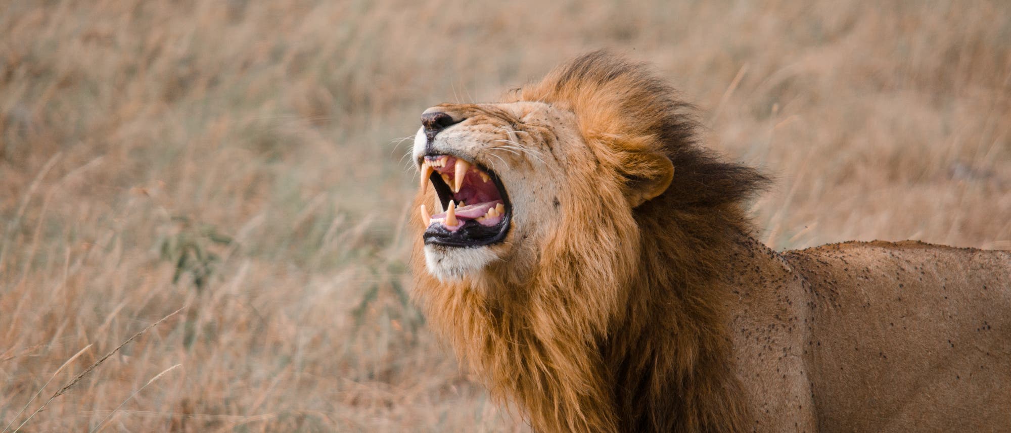 Ein Löwe steht brüllend in der Savanne. Was er mitteilen will, ist noch unklar.