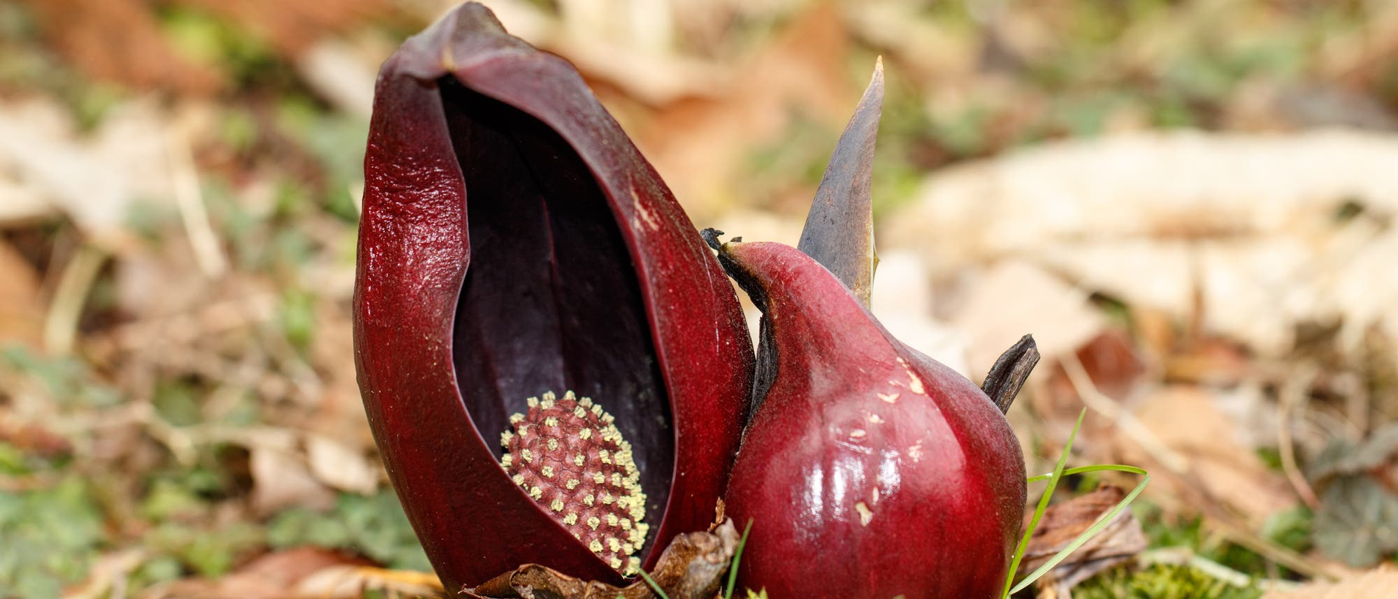 Zwei dunkelrote Blüten der Pflanze Symplocarpus foetidus, auch bekannt als Stinkkohl, ragen aus dem Boden. Die größere Blüte ist geöffnet und zeigt einen gelben Kolben im Inneren. Die Umgebung ist mit Moos und trockenen Blättern bedeckt. Zwei dunkelrote Blüten der Pflanze Symplocarpus foetidus, auch bekannt als Stinkkohl, ragen aus dem Boden. Die größere Blüte ist geöffnet und zeigt einen gelben Kolben im Inneren. Die Umgebung ist mit Moos und trockenen Blättern bedeckt.