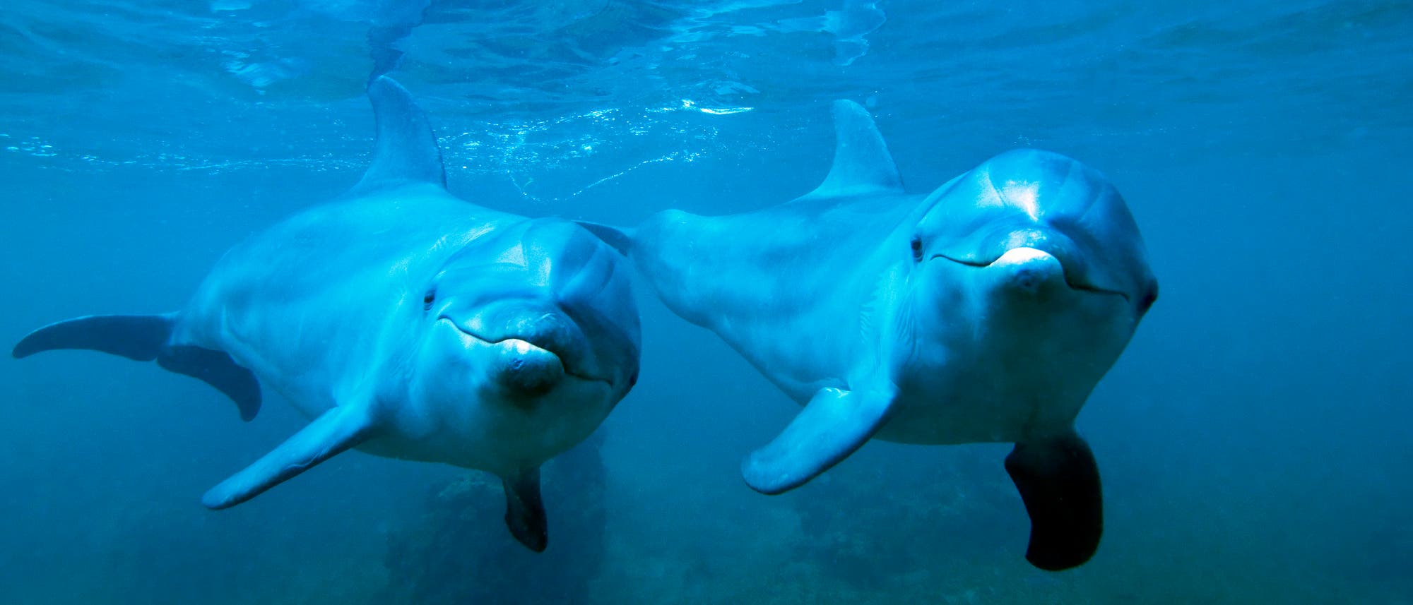 Zwei Delfine schwimmen nebeneinander im blauen Wasser, sie schauen neugierig in die Kamera. Zwei Delfine schwimmen nebeneinander im blauen Wasser, sie schauen neugierig in die Kamera.