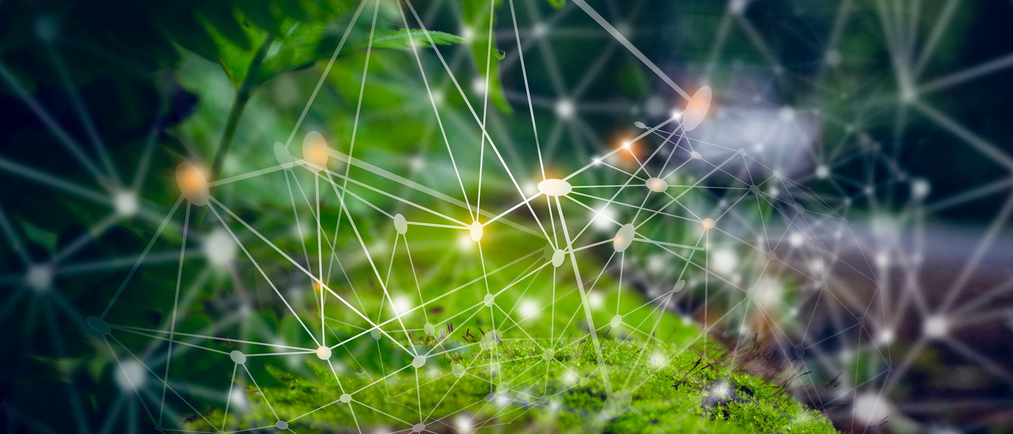 Ein Netzwerkdiagramm mit leuchtenden Knoten und Verbindungen &uuml;berlagert ein Bild von gr&uuml;ner Vegetation. Die Knoten sind durch Linien verbunden, die ein komplexes Muster bilden. Der Hintergrund zeigt unscharfe Pflanzen und Moos, was auf eine nat&uuml;rliche Umgebung hinweist. Das Bild symbolisiert die Verbindung zwischen Technologie und Natur. Schl&uuml;sselw&ouml;rter: Netzwerk, Knoten, Verbindungen, Natur, Technologie.