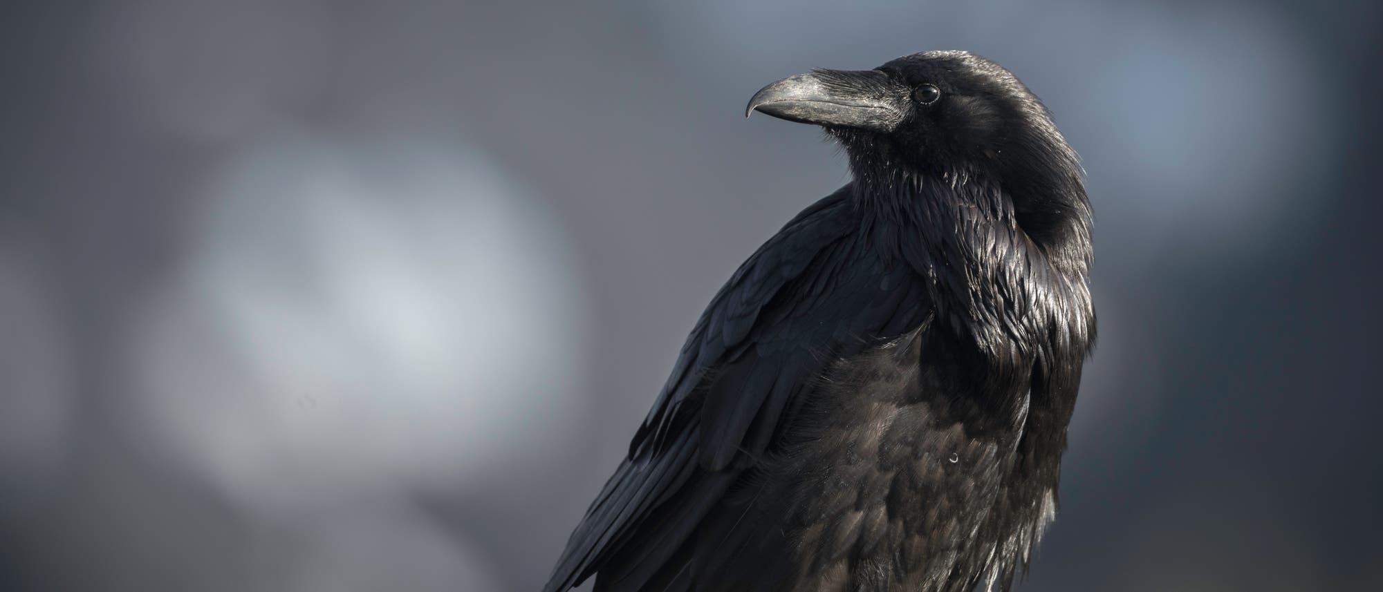 Ein Rabe sitzt vor einem unscharfen, grauen Hintergrund. Der Vogel ist in einem Profil zu sehen, mit glänzendem, schwarzem Gefieder und einem markanten Schnabel. Die Beleuchtung hebt die Textur der Federn hervor.