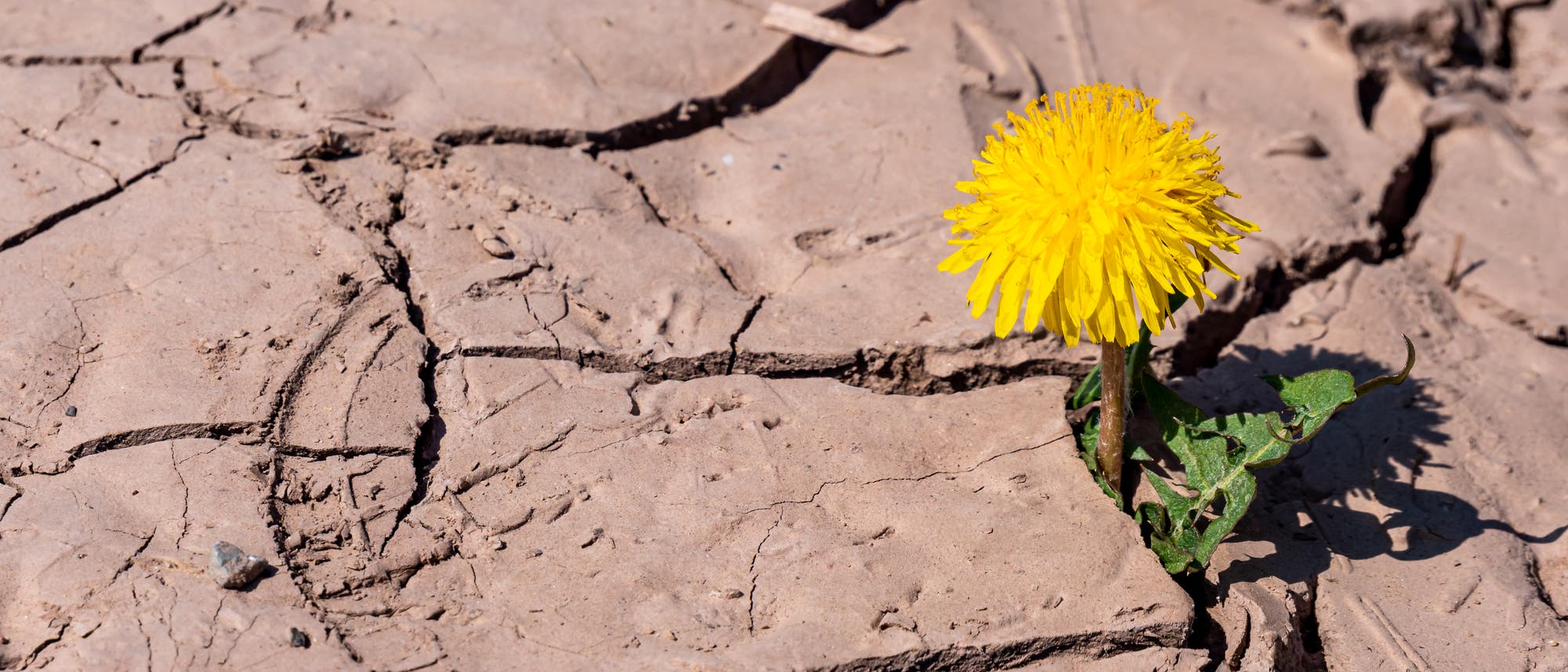 Eine gelbe Löwenzahnblume wächst aus trockener, rissiger Erde. Die Blume steht im Kontrast zu dem kargen Boden und symbolisiert Widerstandsfähigkeit und Hoffnung in einer unwirtlichen Umgebung. Eine gelbe Löwenzahnblume wächst aus trockener, rissiger Erde. Die Blume steht im Kontrast zu dem kargen Boden und symbolisiert Widerstandsfähigkeit und Hoffnung in einer unwirtlichen Umgebung.