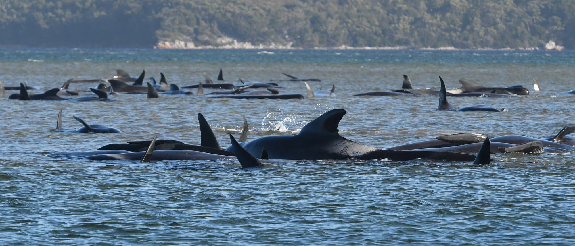 Eine Gruppe gestrandeter Wale an der tasmanischen Küste