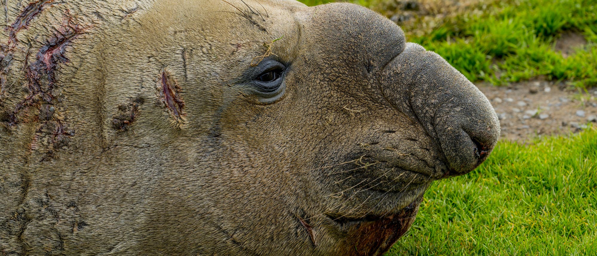 Ein See-Elefant liegt auf grünem Gras. Das Tier hat eine dicke, faltige Haut und ist mit mehreren Narben übersät. Der Kopf ist seitlich zu sehen, mit einem großen, runden Schnauzenbereich. Die Umgebung ist eine natürliche, grasbewachsene Fläche. Ein See-Elefant liegt auf grünem Gras. Das Tier hat eine dicke, faltige Haut und ist mit mehreren Narben übersät. Der Kopf ist seitlich zu sehen, mit einem großen, runden Schnauzenbereich. Die Umgebung ist eine natürliche, grasbewachsene Fläche.