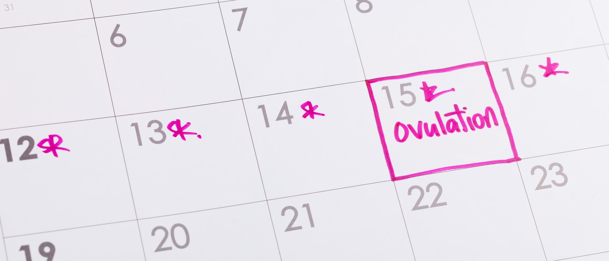Ein Kalender, in dem die fruchtbaren Tage und der Zeitpunkt der Ovulation eingezeichnet sind 
