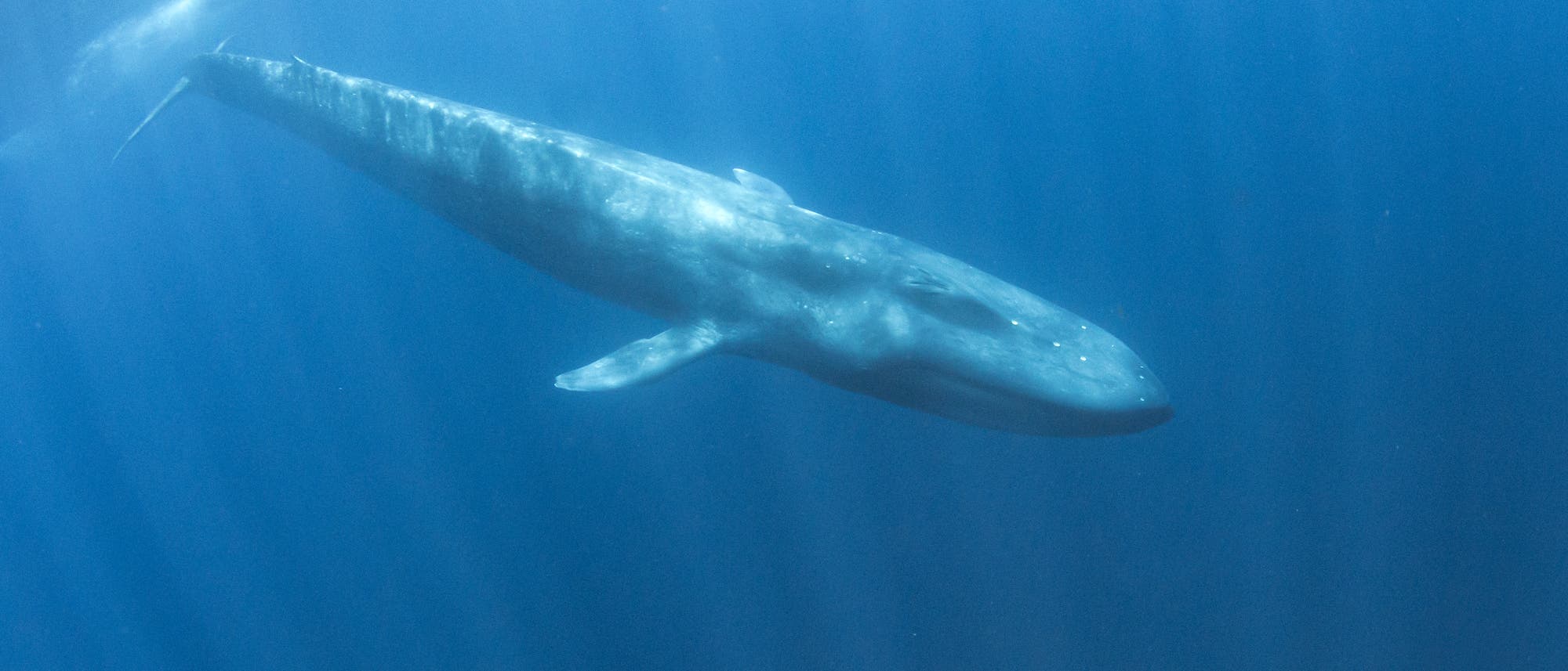 Ein Blauwal schwimmt majestätisch durch das tiefblaue Wasser des Ozeans. Sonnenstrahlen durchdringen die Wasseroberfläche und erzeugen ein sanftes Lichtspiel auf dem Körper des Wals. Die Szene vermittelt ein Gefühl von Ruhe und Größe. Ein Blauwal schwimmt majestätisch durch das tiefblaue Wasser des Ozeans. Sonnenstrahlen durchdringen die Wasseroberfläche und erzeugen ein sanftes Lichtspiel auf dem Körper des Wals. Die Szene vermittelt ein Gefühl von Ruhe und Größe.