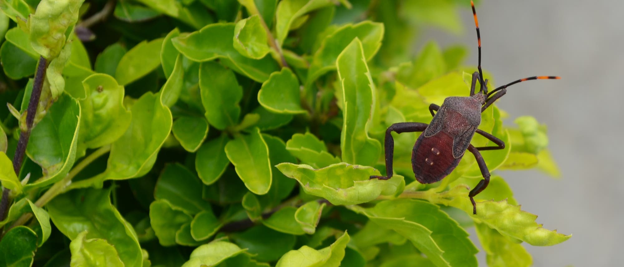 Ein Insekt mit einem dunkelroten Körper und langen Fühlern sitzt auf einem grünen Blatt inmitten eines dichten, grünen Laubwerks. Die Szene zeigt die natürliche Umgebung des Insekts und hebt die Kontraste zwischen den Farben des Insekts und der Blätter hervor.