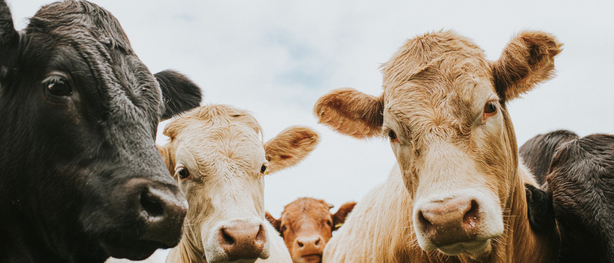 Eine Gruppe von Kühen steht dicht beieinander und blickt neugierig in die Kamera. Die Tiere haben unterschiedliche Fellfarben, darunter Schwarz, Hellbraun und Weiß. Der Himmel im Hintergrund ist bewölkt. Eine Gruppe von Kühen steht dicht beieinander und blickt neugierig in die Kamera. Die Tiere haben unterschiedliche Fellfarben, darunter Schwarz, Hellbraun und Weiß. Der Himmel im Hintergrund ist bewölkt.