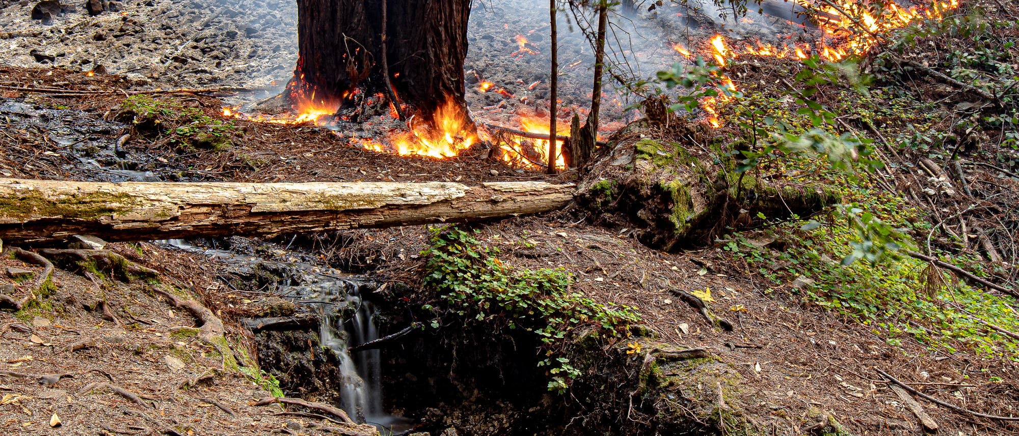 Ein niedriges Feuer frisst sich zwischen Bäumen am Waldboden entlang.