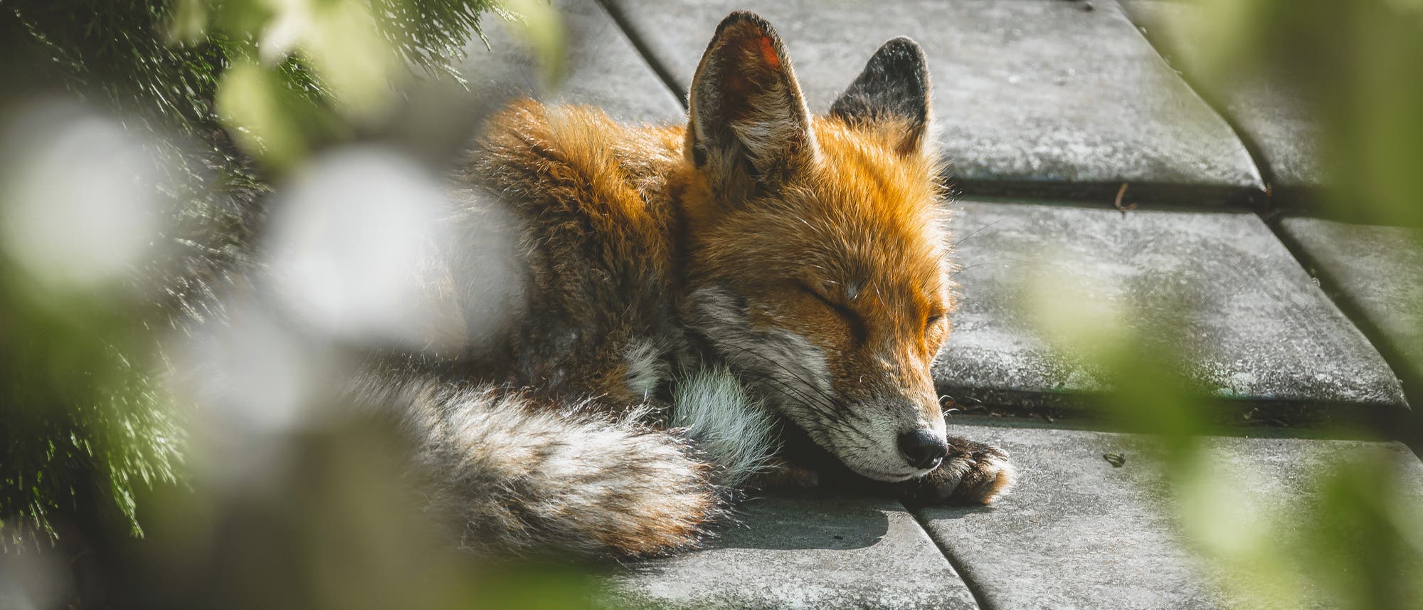 Ein Fuchs liegt schlafend auf einem grauen Dach in einer Stadt, umgeben von gr&uuml;nen Bl&auml;ttern. Die Sonne scheint auf sein rotbraunes Fell, w&auml;hrend er entspannt mit geschlossenen Augen ruht. Die Szene vermittelt Ruhe und Naturverbundenheit.