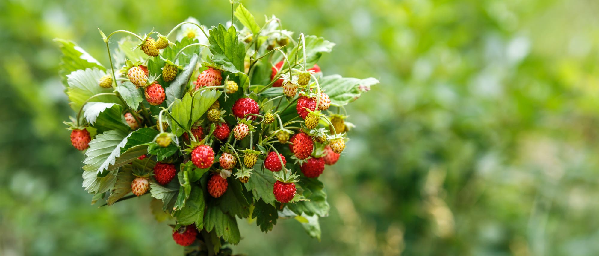 Eine Hand hält einen Strauß aus frischen Walderdbeeren mit grünen Blättern. Die roten Beeren sind klein und reif, umgeben von einem unscharfen, grünen Hintergrund, der auf eine natürliche Umgebung hinweist.
