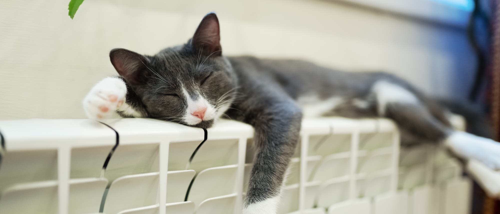 Eine graue Katze mit weißen Pfoten schläft entspannt auf einem Heizkörper. Die Katze liegt ausgestreckt mit geschlossenen Augen, während im Hintergrund ein Fenster und einige Pflanzen zu sehen sind. Die Szene vermittelt ein Gefühl von Wärme und Gemütlichkeit. Eine graue Katze mit weißen Pfoten schläft entspannt auf einem Heizkörper. Die Katze liegt ausgestreckt mit geschlossenen Augen, während im Hintergrund ein Fenster und einige Pflanzen zu sehen sind. Die Szene vermittelt ein Gefühl von Wärme und Gemütlichkeit.