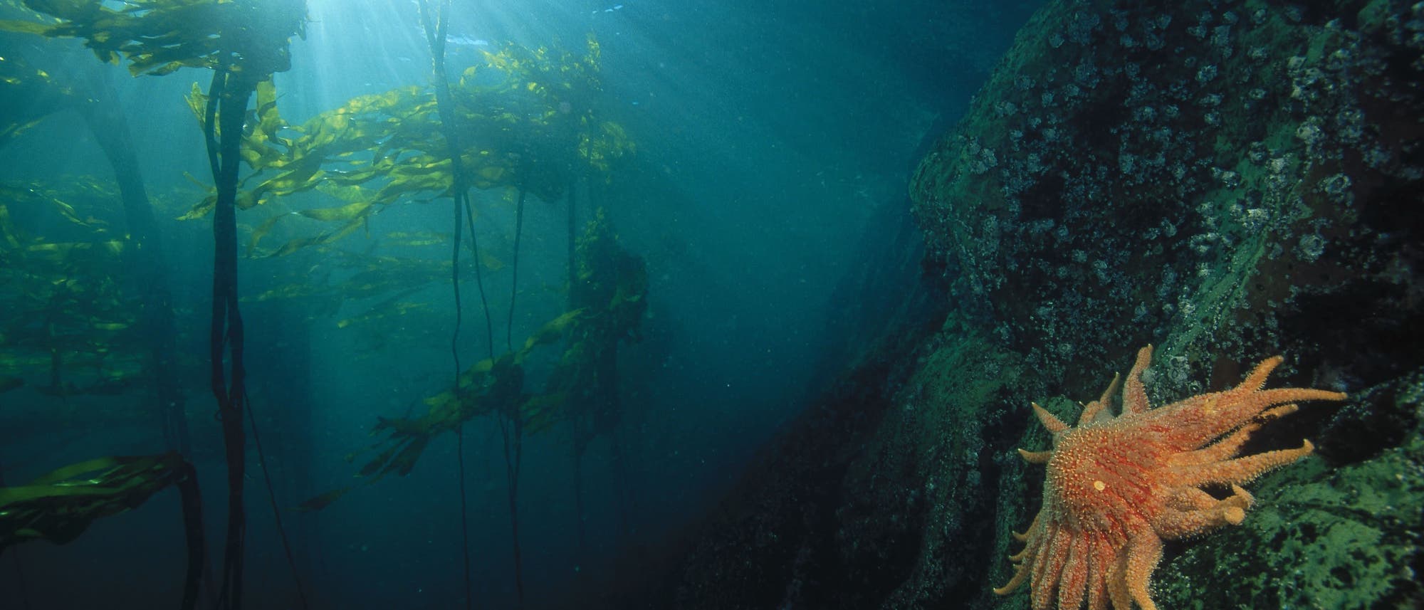 Unterwasseraufnahme eines Seesterns, der an einem Felsen haftet, umgeben von einem dichten Kelpwald. Sonnenstrahlen dringen durch die Wasseroberfläche und beleuchten die Szene. Die Atmosphäre ist ruhig und geheimnisvoll, mit einem Fokus auf die natürliche Schönheit des Meereslebens. Unterwasseraufnahme eines Seesterns, der an einem Felsen haftet, umgeben von einem dichten Kelpwald. Sonnenstrahlen dringen durch die Wasseroberfläche und beleuchten die Szene. Die Atmosphäre ist ruhig und geheimnisvoll, mit einem Fokus auf die natürliche Schönheit des Meereslebens.