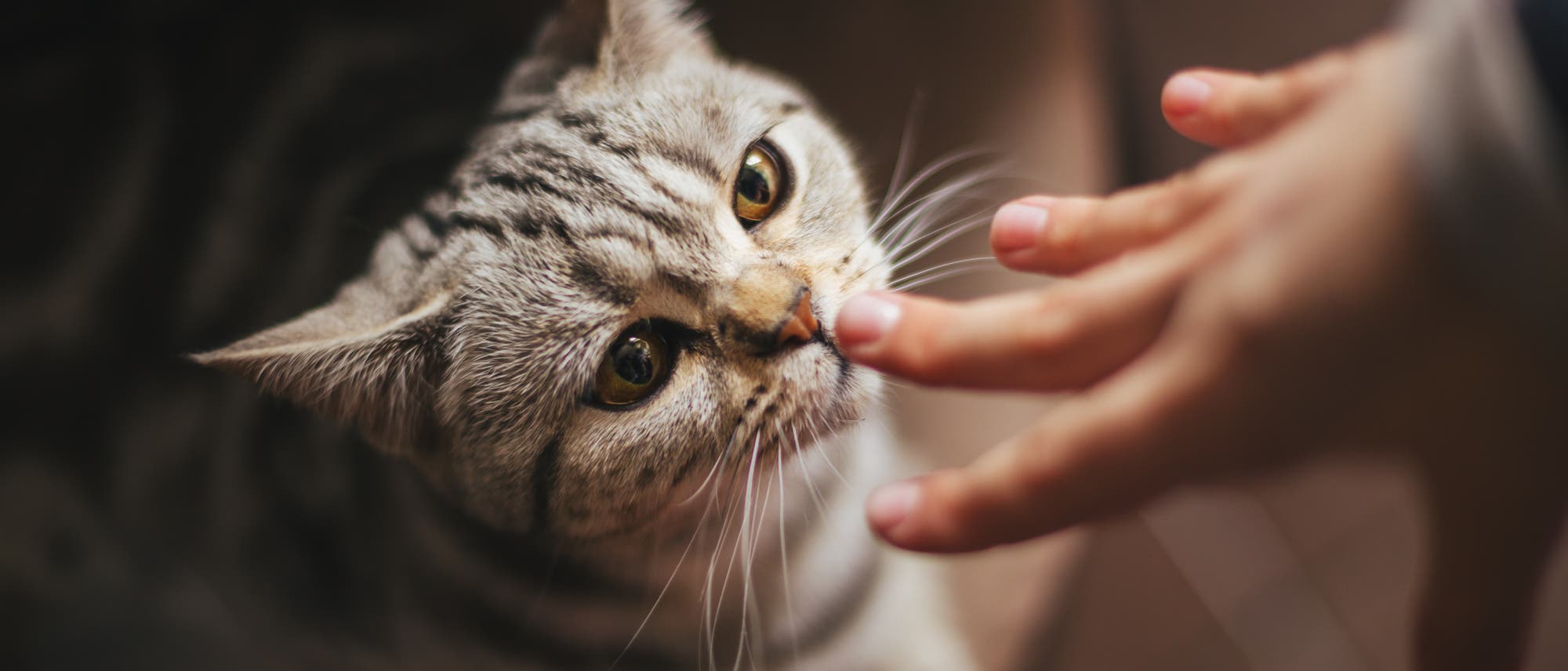 Eine graue, getigerte Katze schnuppert neugierig an einer ausgestreckten menschlichen Hand. Die Szene vermittelt eine ruhige und freundliche Interaktion zwischen Mensch und Tier.