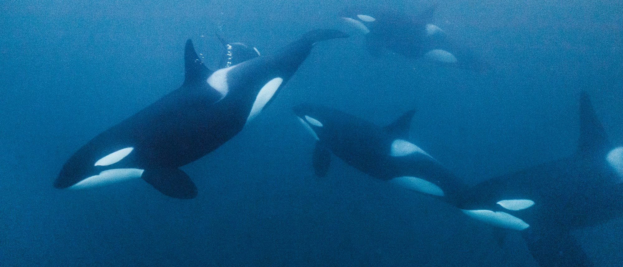 Eine Gruppe von Orcas schwimmt unter Wasser in klarem, blauem Ozean. Die schwarz-weißen Muster der Wale sind deutlich sichtbar. Es sind keine Menschen im Bild. Die Szene vermittelt ein Gefühl von Ruhe und natürlicher Schönheit. Eine Gruppe von Orcas schwimmt unter Wasser in klarem, blauem Ozean. Die schwarz-weißen Muster der Wale sind deutlich sichtbar. Es sind keine Menschen im Bild. Die Szene vermittelt ein Gefühl von Ruhe und natürlicher Schönheit.