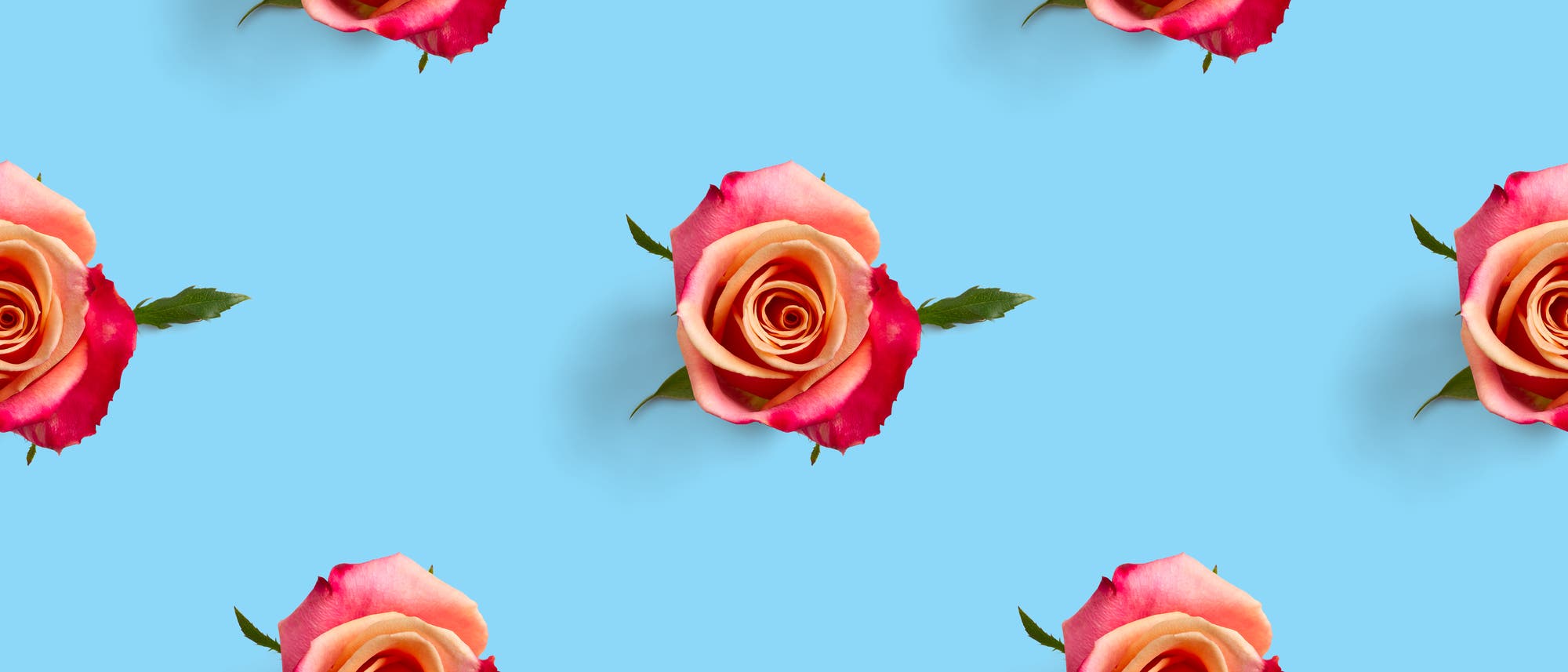 Rosa Rosen mit roten Rändern sind gleichmäßig auf einem hellblauen Hintergrund angeordnet. Die Rosen sind in einem regelmäßigen Muster verteilt, was ein Gefühl von Symmetrie und Ordnung vermittelt. Es gibt keine zusätzlichen Texte oder Links im Bild.
