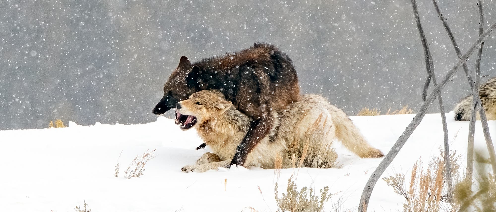 Zwei Wölfe interagieren im Schnee während eines Schneefalls. Der vordere Wolf liegt auf dem Boden, während der hintere Wolf auf ihm steht. Die Szene ist von schneebedeckter Vegetation umgeben, und im Hintergrund sind weitere Wölfe zu sehen. Die winterliche Landschaft vermittelt eine raue, natürliche Umgebung. Zwei Wölfe interagieren im Schnee während eines Schneefalls. Der vordere Wolf liegt auf dem Boden, während der hintere Wolf auf ihm steht. Die Szene ist von schneebedeckter Vegetation umgeben, und im Hintergrund sind weitere Wölfe zu sehen. Die winterliche Landschaft vermittelt eine raue, natürliche Umgebung.