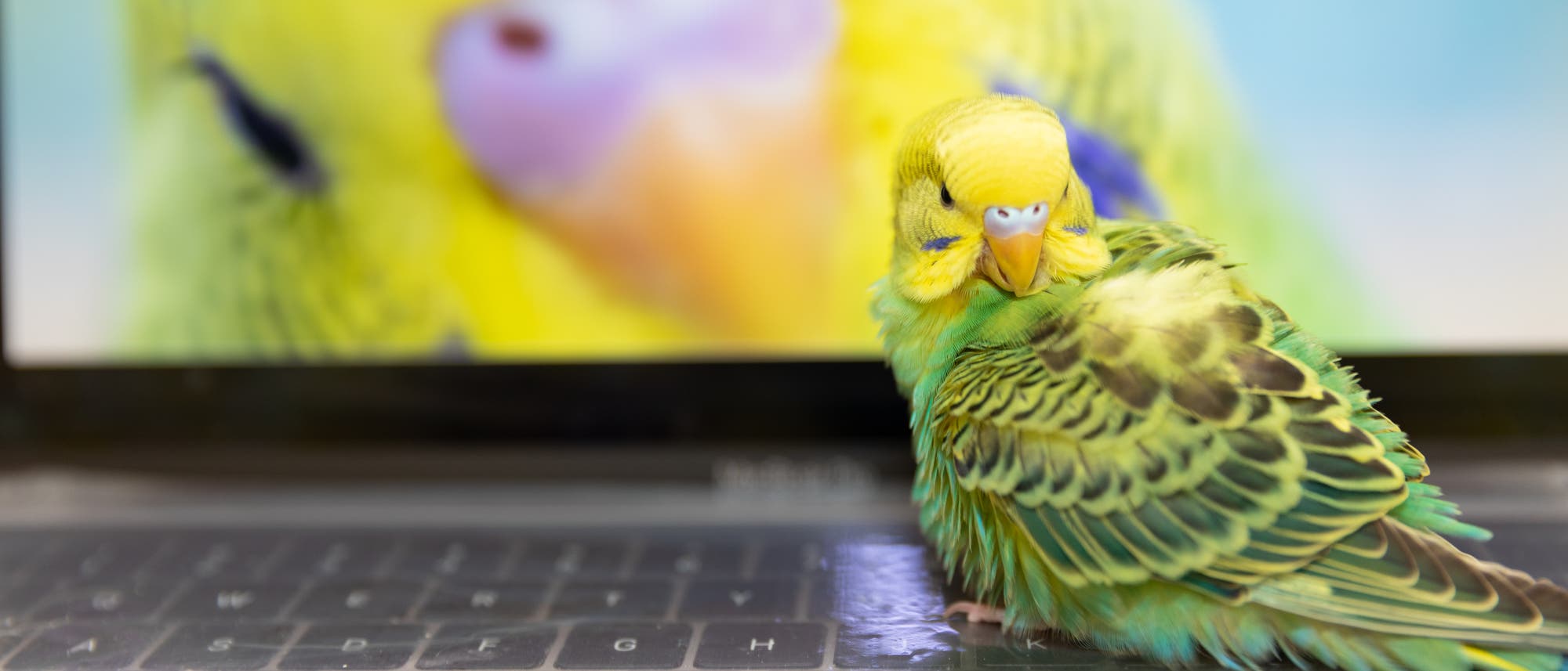Ein gelbgrüner Wellensittich sitzt auf einer Notebook-Tastatur. Auf dem Monitor sieht man den deutlich vergrößerten, gelben Kopf eines weiteren Wellensittichs