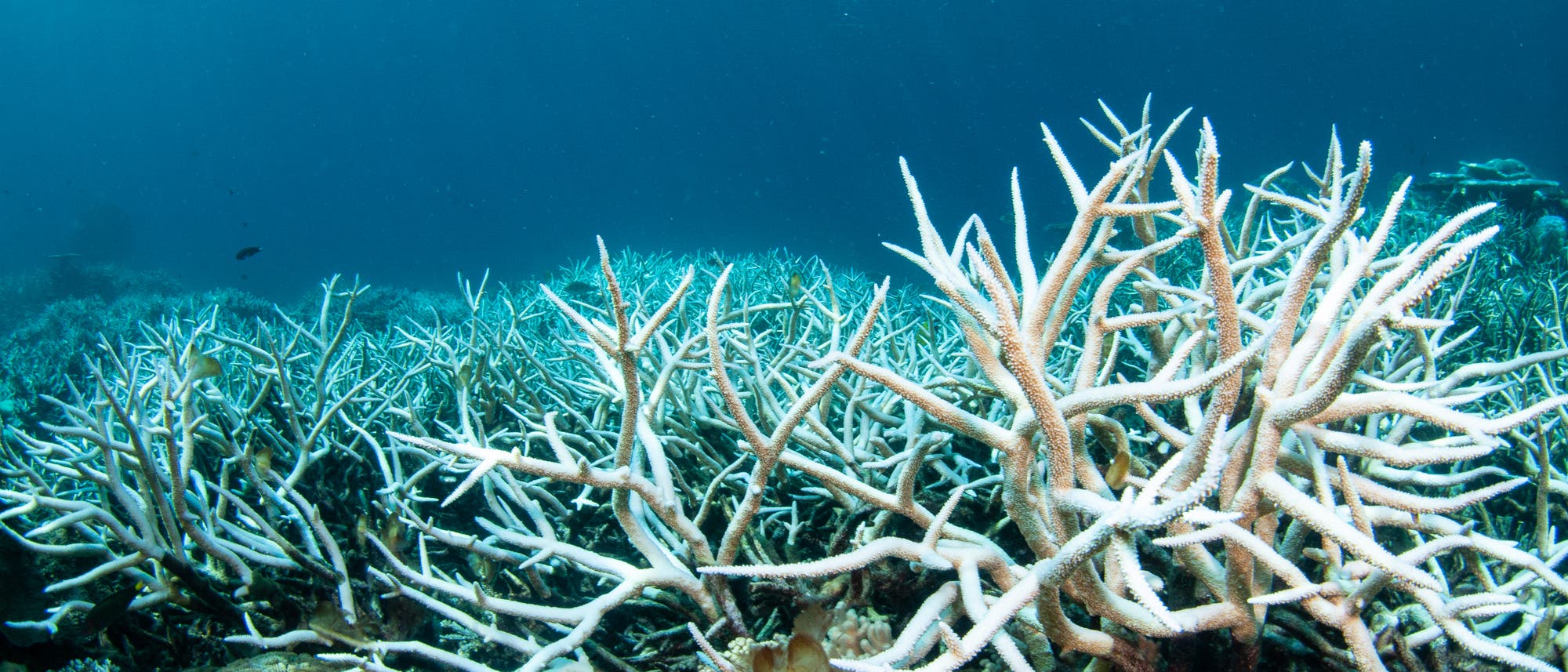 Unterwasseraufnahme eines Korallenriffs mit stark ausgeblichenen, weißen Korallenästen im Vordergrund. Der Hintergrund zeigt das tiefblaue Meer. Unterwasseraufnahme eines Korallenriffs mit stark ausgeblichenen, weißen Korallenästen im Vordergrund. Der Hintergrund zeigt das tiefblaue Meer.