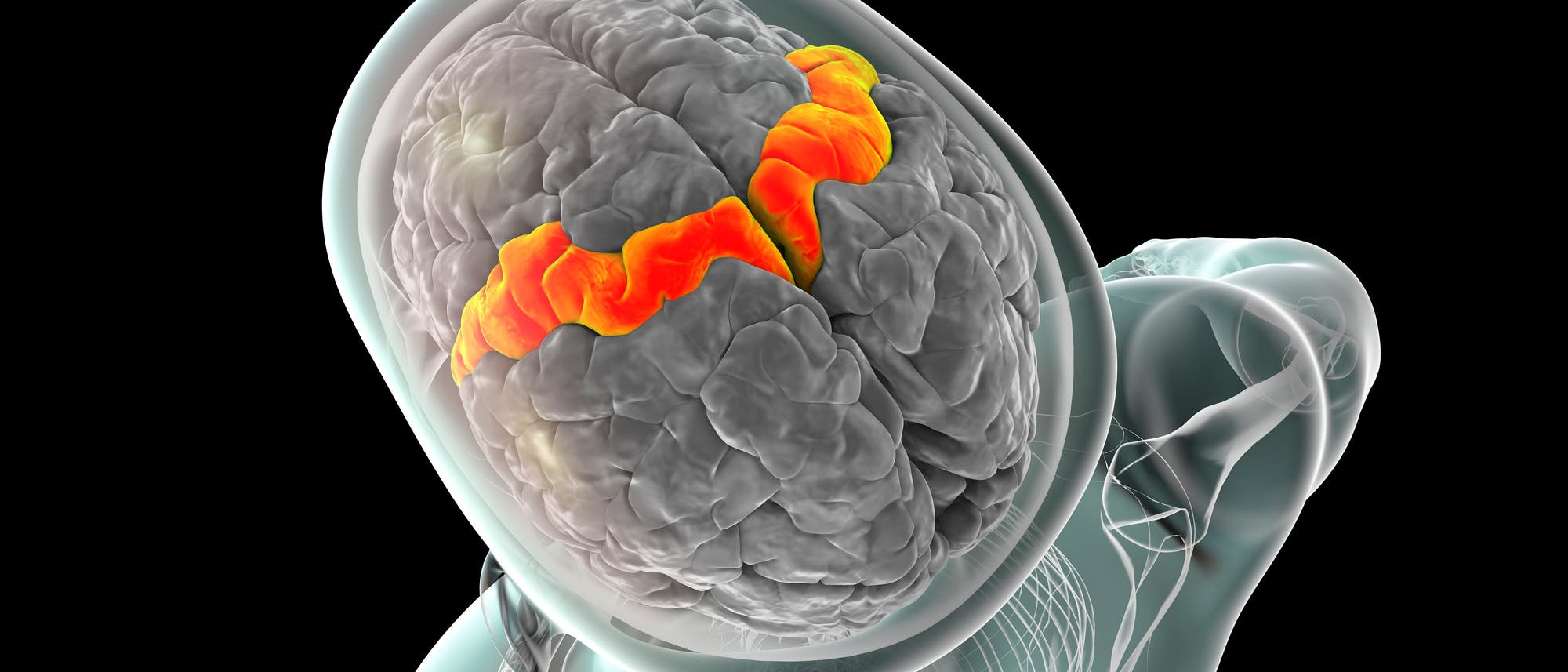 Zu sehen ist eine Illustration des menschlichen Gehirns von oben in einem transparenten Schädel. Orange markiert ist der motorische Kortex, eine entscheidende Hirnregion für willentliche Bewegungen.