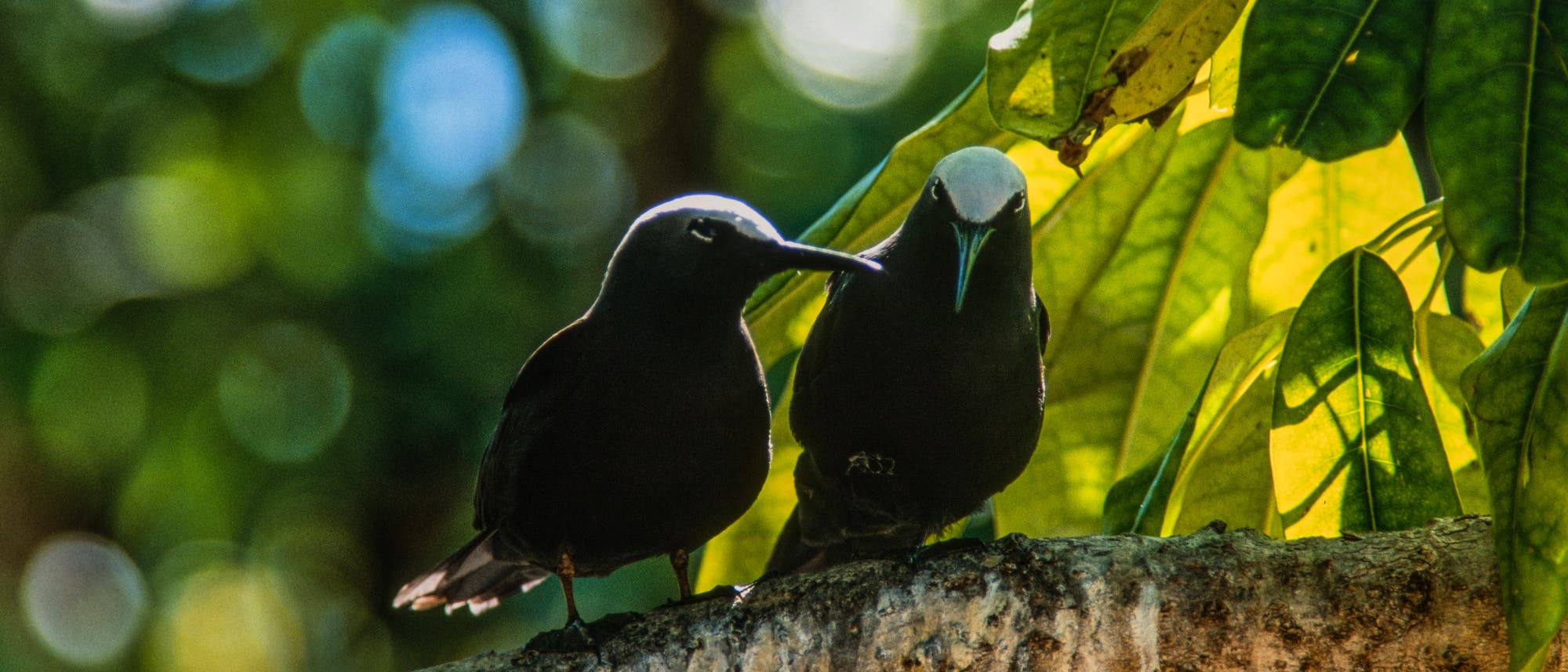 Zwei schwarze V&ouml;gel sitzen auf einem Ast in einem dichten, gr&uuml;nen Wald. Die Bl&auml;tter im Hintergrund sind gro&szlig; und leuchten im Sonnenlicht. Die V&ouml;gel scheinen miteinander zu interagieren, w&auml;hrend sie auf dem Ast balancieren. Die Szene vermittelt ein Gef&uuml;hl von Ruhe und Naturverbundenheit.