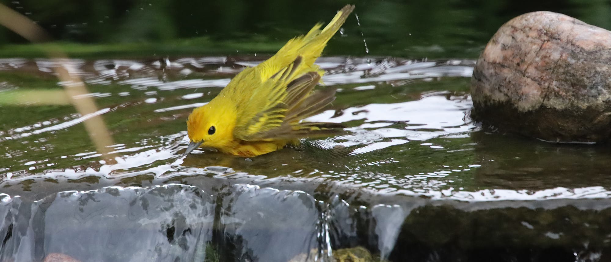 Ein gelber Vogel badet in  flachem Wasser, umgeben von Steinen. Wassertropfen spritzen umher, während der Vogel seine Flügel ausbreitet. Im Hintergrund sind verschwommen grüne Pflanzen zu sehen.