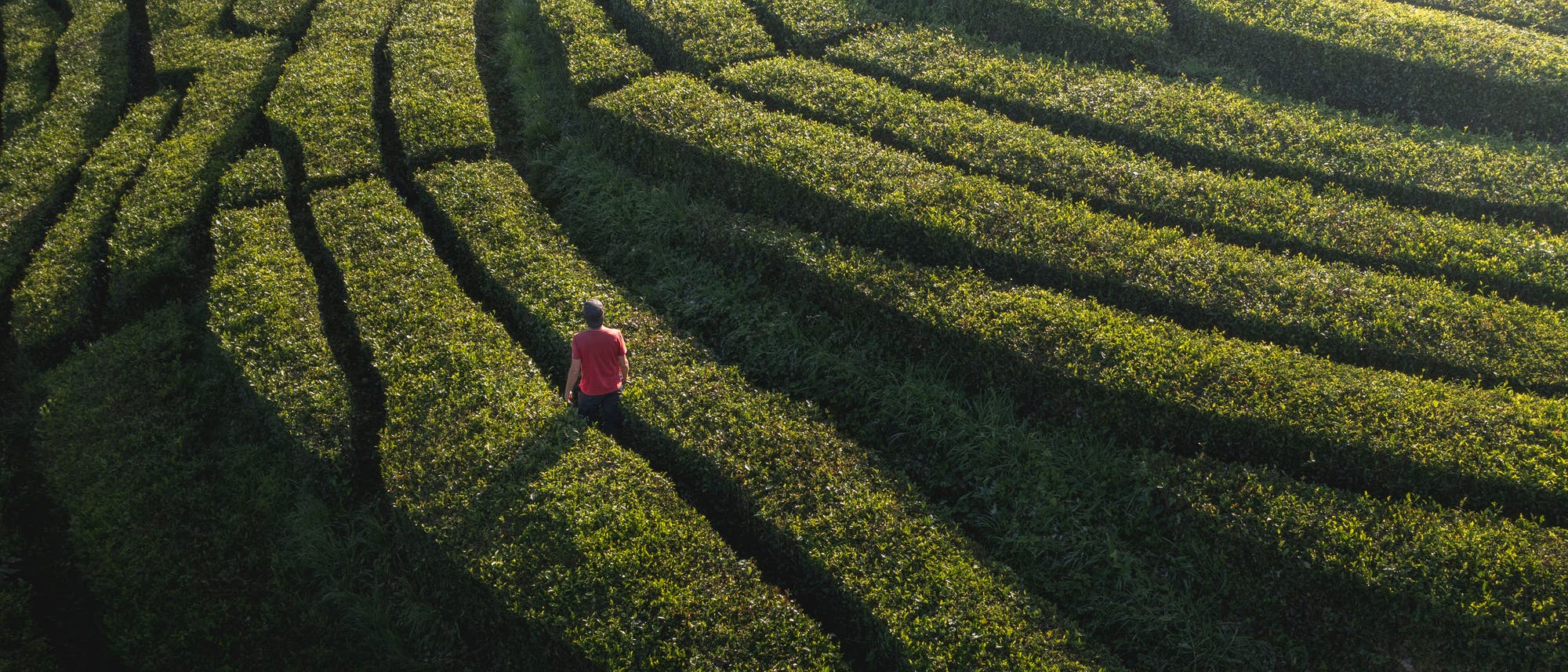 Eine Person in einem roten Oberteil geht durch ein weitl&auml;ufiges, terrassenf&ouml;rmig angelegtes Teefeld. Die gr&uuml;nen Pflanzenreihen sind in sanften Kurven angeordnet und werfen lange Schatten im Sonnenlicht. Die Szene vermittelt ein Gef&uuml;hl von Ruhe und Naturverbundenheit.