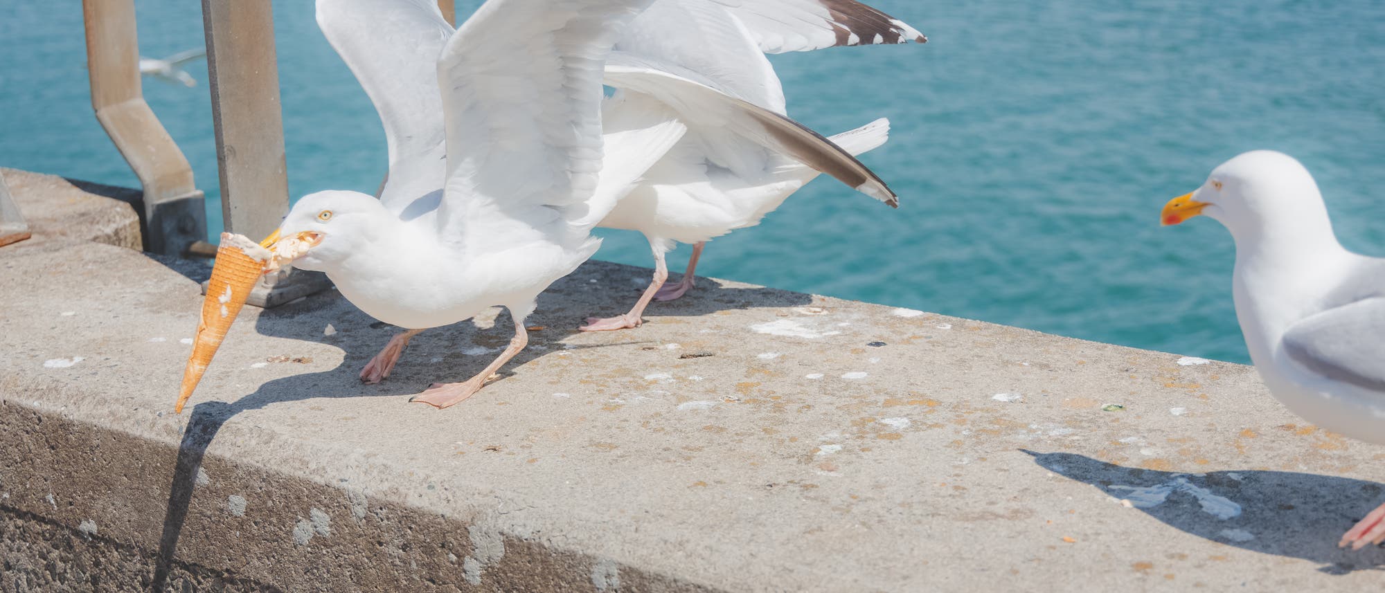 Eine Möwe steht auf einer Betonmauer am Meer und hält ein Waffeleis in ihrem Schnabel. Zwei weitere Möwen sind in der Nähe, eine davon schaut in Richtung der ersten Möwe. Im Hintergrund ist das blaue Wasser des Ozeans zu sehen. Die Szene findet an einem sonnigen Tag statt.