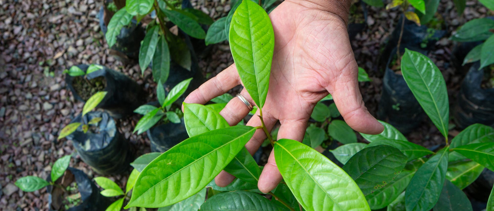 Eine Hand hält die Blätter einer jungen Pflanze in einem Garten oder einer Baumschule. Die Pflanze hat glänzende, grüne Blätter. Im Hintergrund sind weitere Pflanzen in schwarzen Pflanzbeuteln auf einem kiesbedeckten Boden zu sehen.