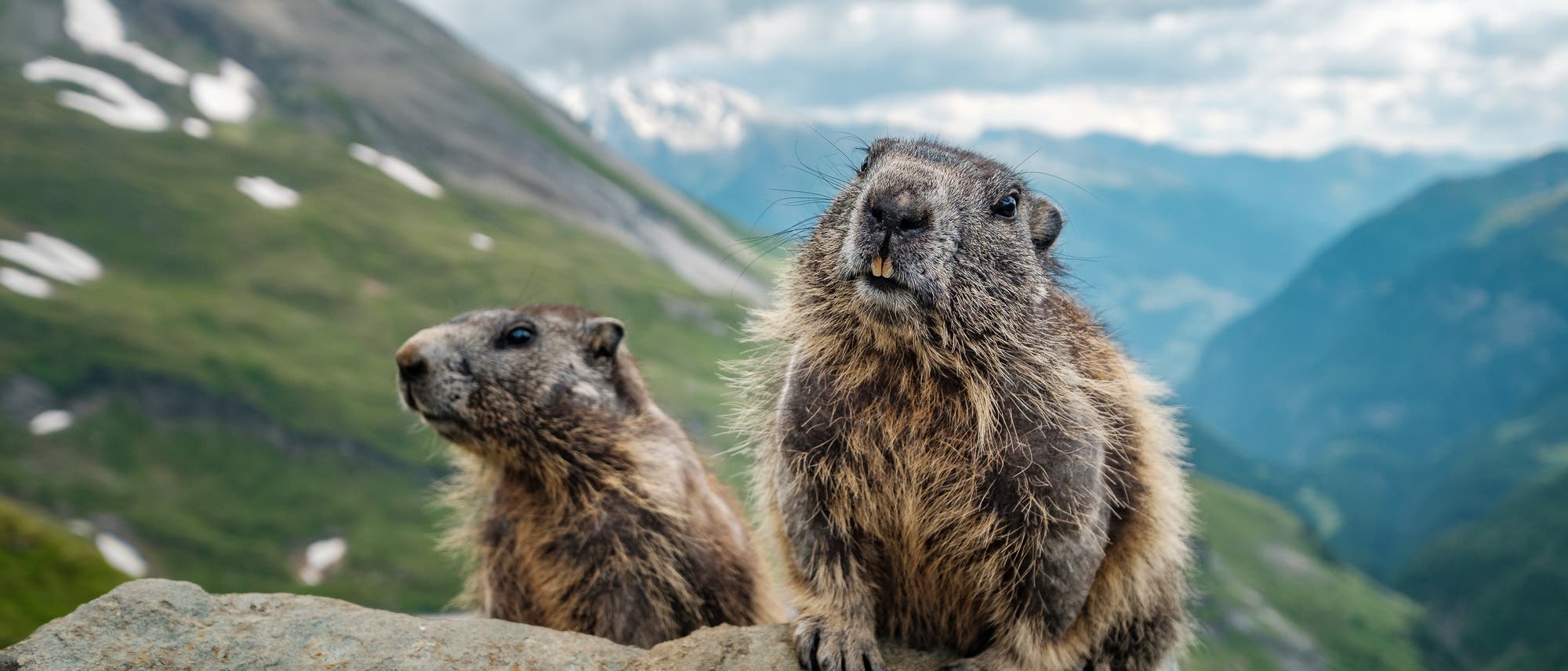 Murmeltiere in den Alpen