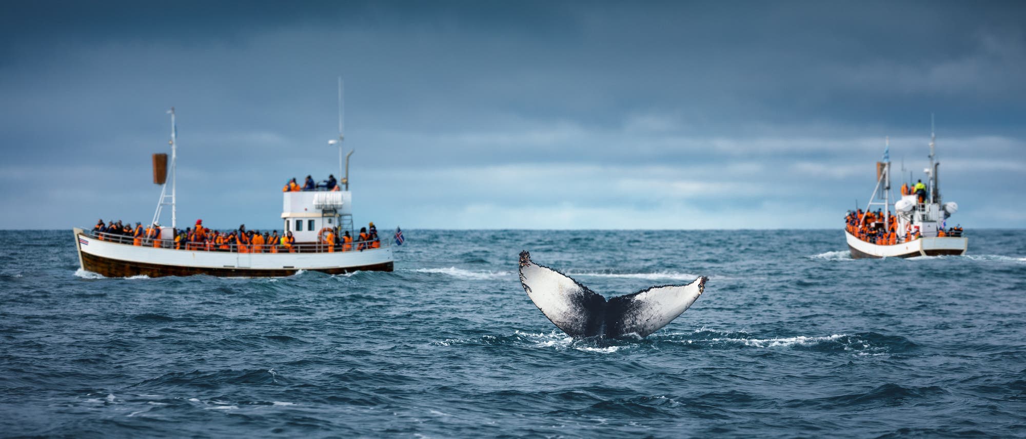 Zwei Boote voller Menschen in orangefarbenen Rettungswesten beobachten einen Wal, dessen Schwanzflosse aus dem Wasser ragt. Der Himmel ist bewölkt, und das Meer wirkt rau. Die Szene vermittelt ein Gefühl von Abenteuer und Naturbeobachtung.