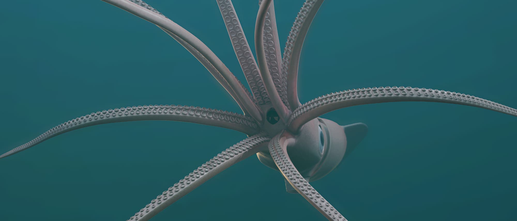 Ein Tintenfisch schwimmt im offenen Meer. Die Tentakel sind weit ausgebreitet und zeigen die charakteristischen Saugn&auml;pfe. Der Hintergrund ist ein tiefes Blau, das die Unterwasserumgebung darstellt.