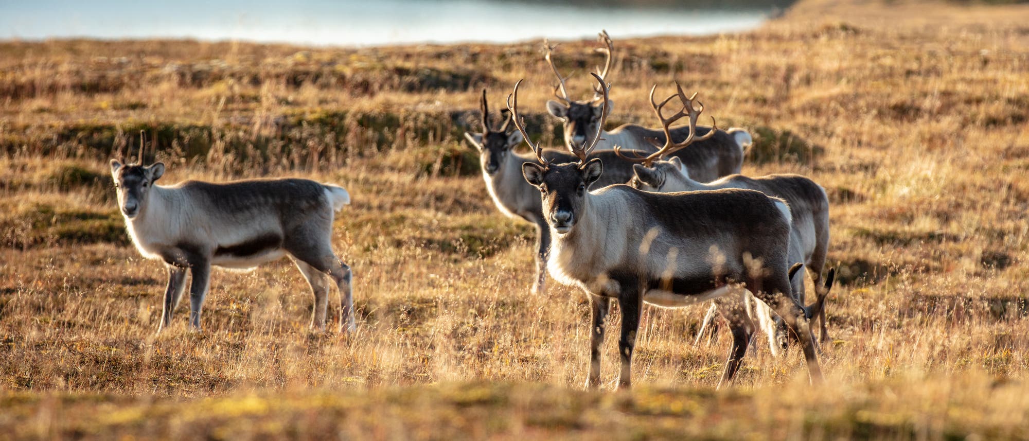 Eine Gruppe von Rentieren steht auf einer herbstlichen Wiese in einer offenen Landschaft. Im Hintergrund ist ein ruhiger See zu sehen, der von sanften H&uuml;geln umgeben ist. Die Rentiere blicken in verschiedene Richtungen, w&auml;hrend die tiefstehende Sonne die Szene in warmes Licht taucht.